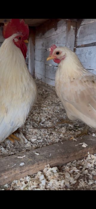 Vand oua de chabo si motata olandeza, cochichina pitic