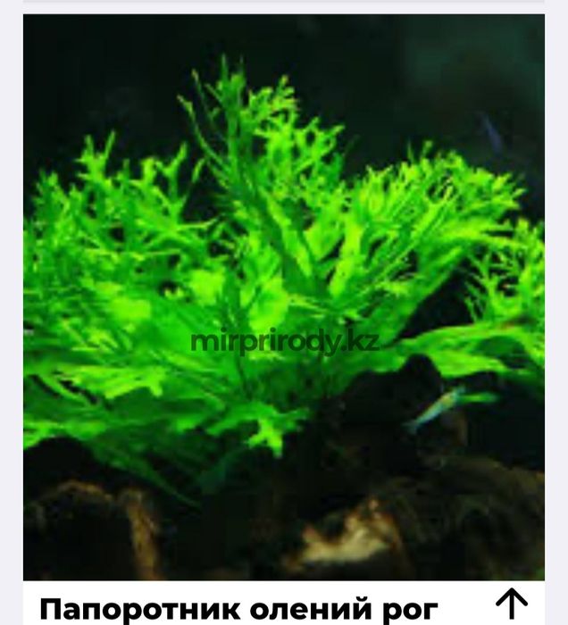 Растения для акварюма