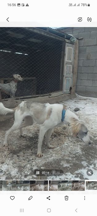 Тазы күшік 7 айлық