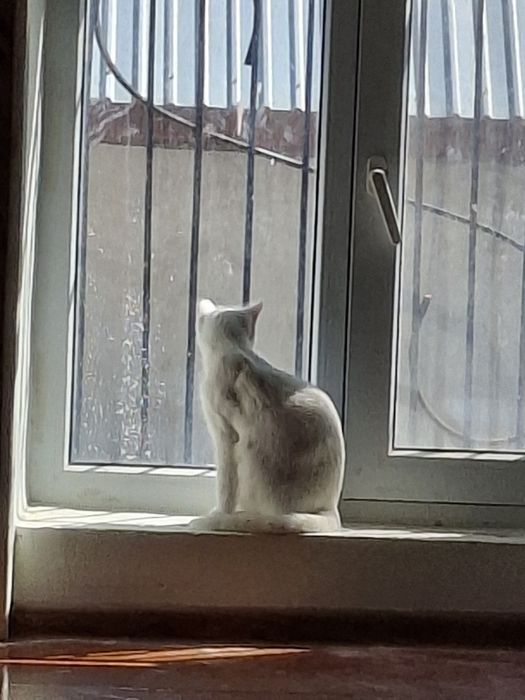 Кошка           .