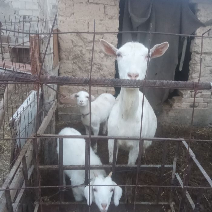 Заинскии      ешкы. екы.  лагы. Суты   коп   120000мен