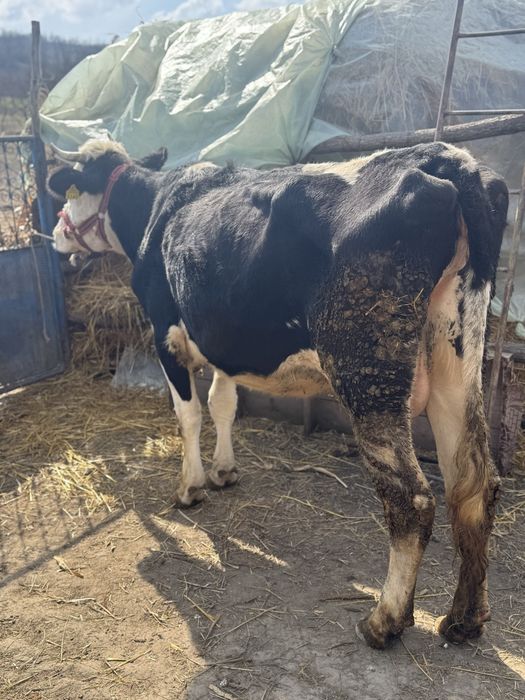 Vând vacă …………………….