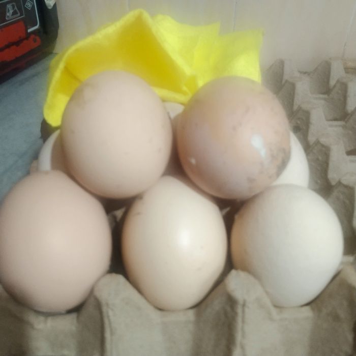 Tuxumi  xonaki sveji