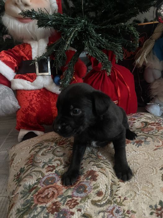 ОТДАЕМ щенков мальчиков