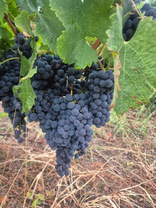 De vanzare Struguri merlot prahova