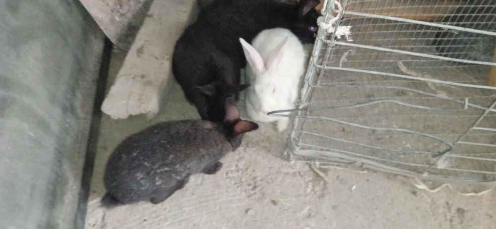 Reks va vilikan quyon