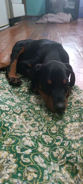 Доберман породистый