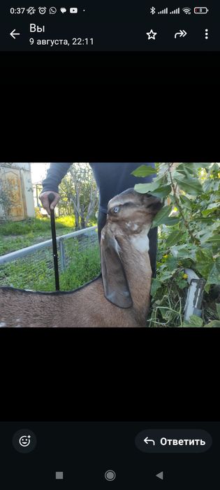 Продам или обменяю!