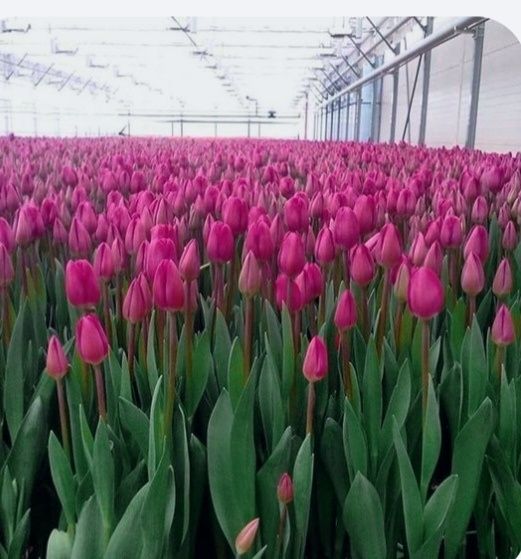 Тюльпаны голландские оптом на 8 марта