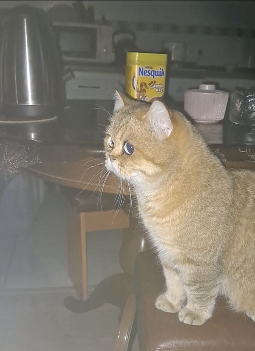 Британская короткошерстная