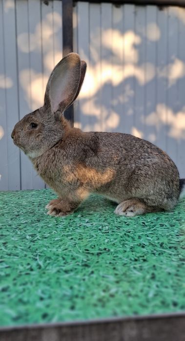 Продам крола самца великан