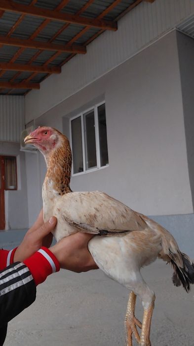 Дакан курица большая