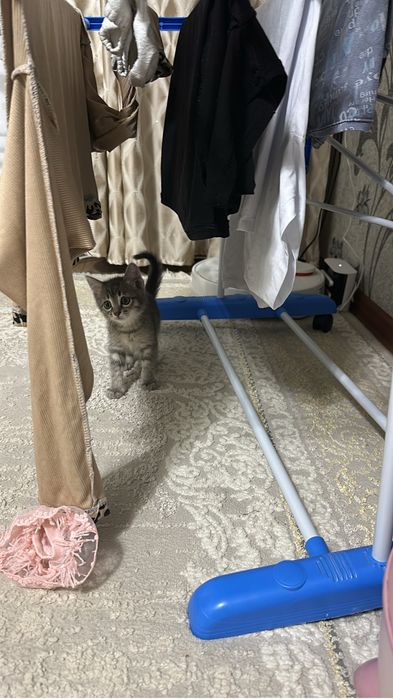 Отдам котенка в добрые руки