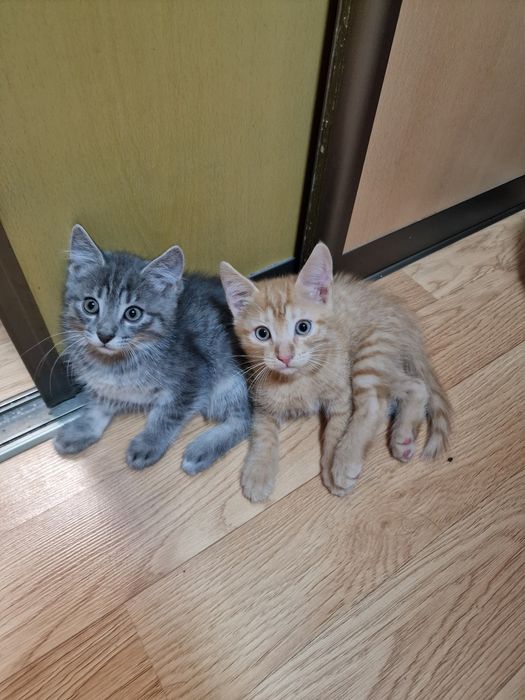 Котята ищут семью