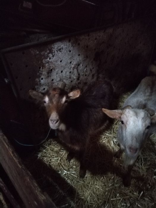 Vad  capre  sau le schimb cu oi