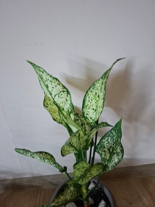 Растение аглаонема