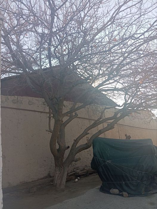 Daraxt va o'tin sotiladi