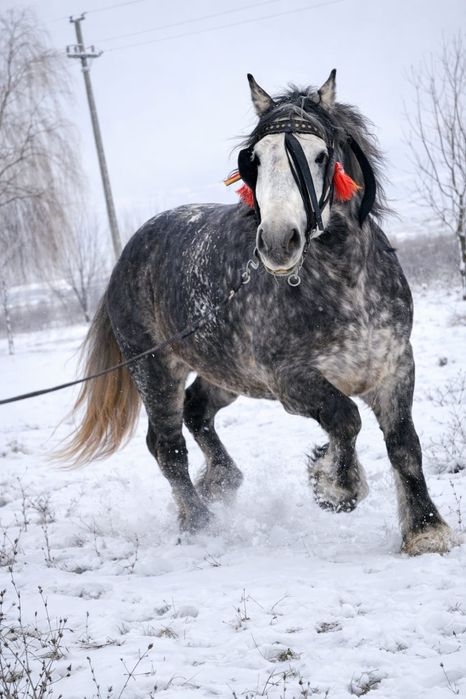 Iapă grea gestanta in 8luni