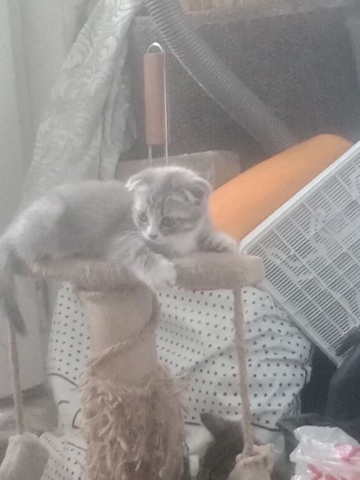 Британские короткошерстные
