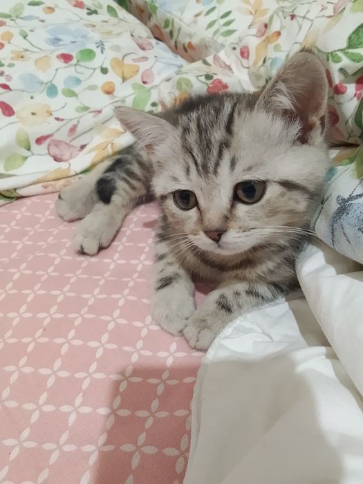 Британский котенок