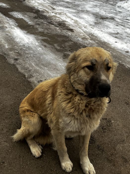 Скбака ит тобет