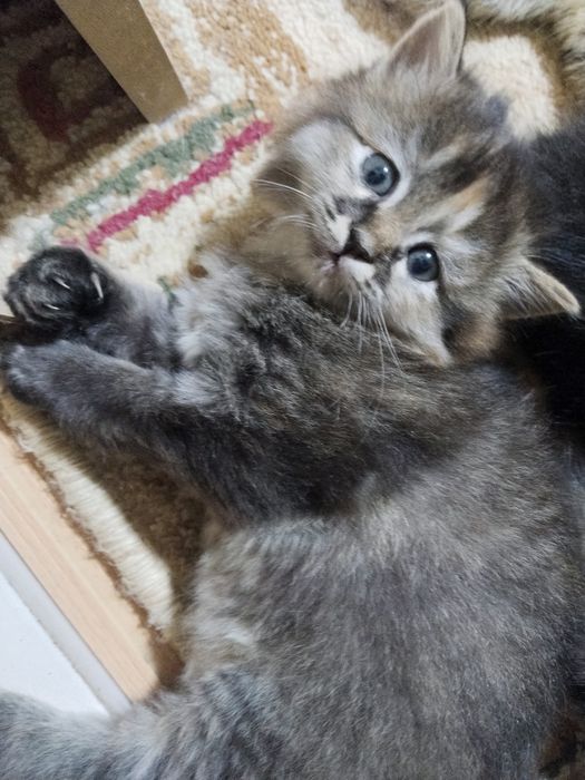 Котята домашние чистые без блох