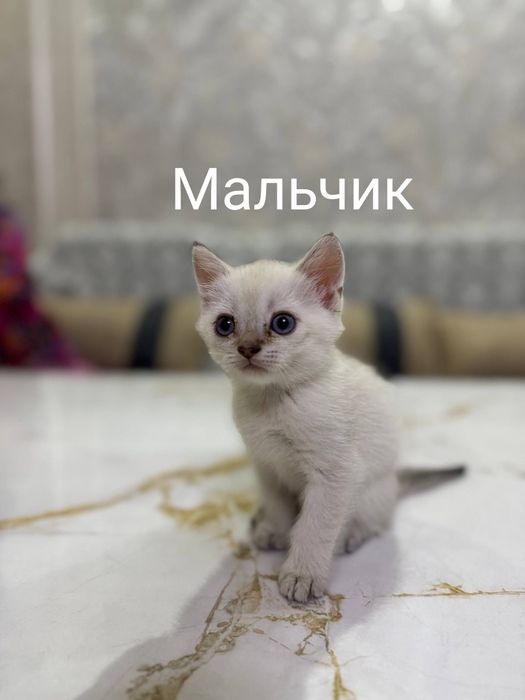 Чистокровные котёнка