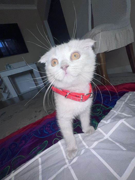 Котенок девочка с паспортом