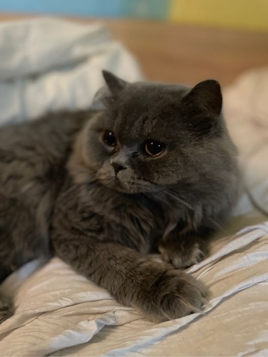 Персийско коте