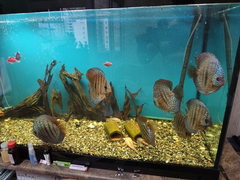 Дискуси с аквариум