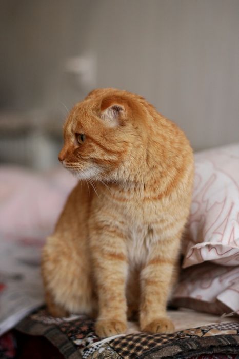 Вислоухий котёнок подросток