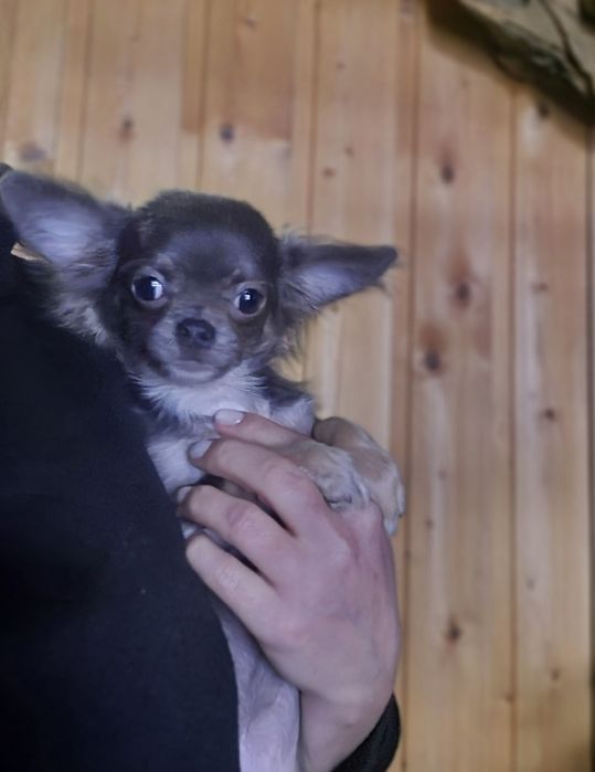 Продам пару чихуахуа