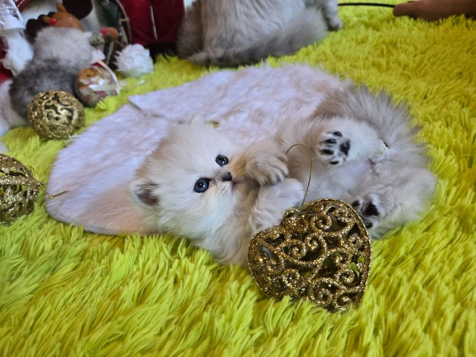 Британски дългокосмести котенца