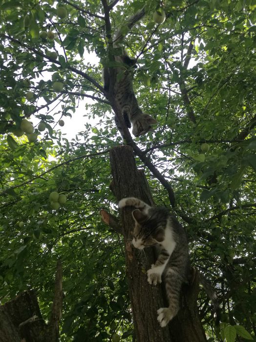2 motanei - adopție