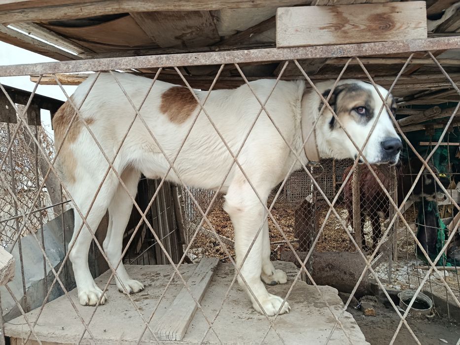 Алабай сотилади х