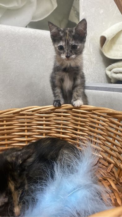 Котята, кошки, коты