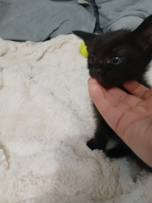 Отдам котёнка в добрые руки