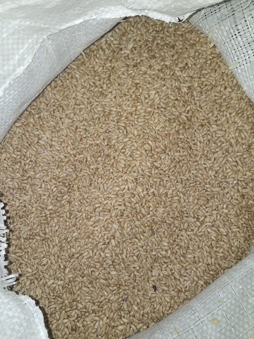 Зерноотход пшеницы.Пшеница кормовая