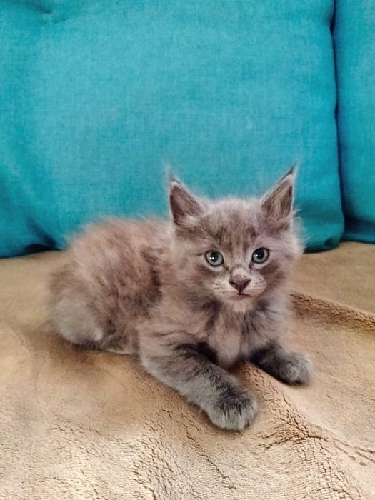 Срочно отдам котят в добрые руки