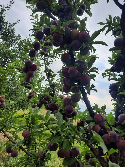 Овощни дръвчета Ябълки, Круши, Сливи, Дюли, Кайсии, Праскови