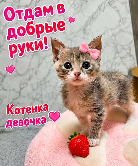 Котята в добрые руки