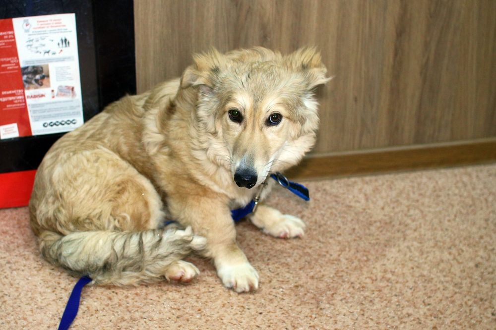 Отдам в добрые руки