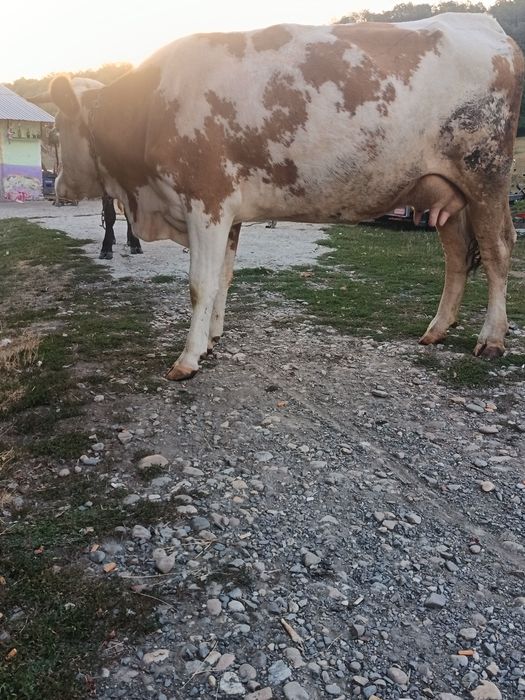 Vând o vacă de 4 ani