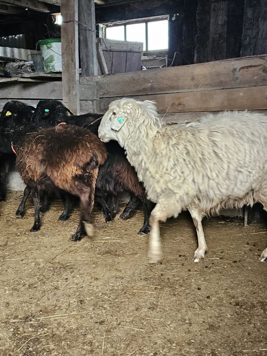 Ұрғашы қой сатылады