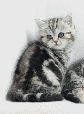 Британские котята