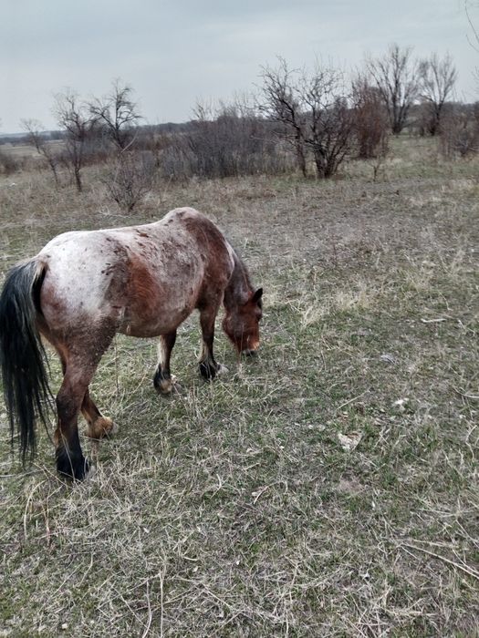 Советская тяжеловоз,