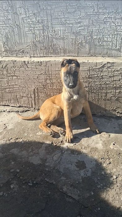 Бельгийский Овчарка Малинуа от Рабочего Разведения