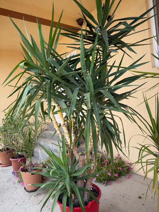 Floare Yucca de vanzare