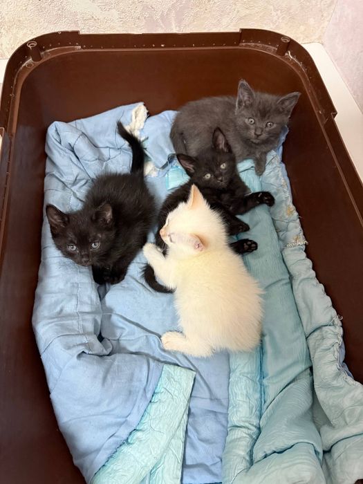 Продаются котята