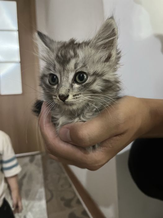 Сібір мысығы немесе Maine coon